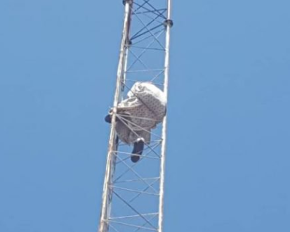 Land Grab: Man Climbs Telecom Mast to Protest Against ‘Atiku’s University’