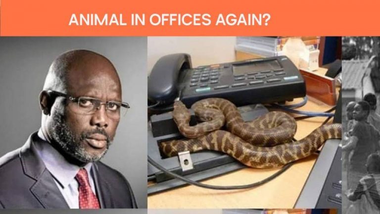 Two Black Snakes sack Liberia President George Weah from Office