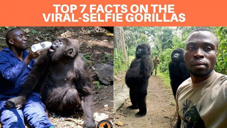 Top 7 Facts On The Viral Selfie Gorillas