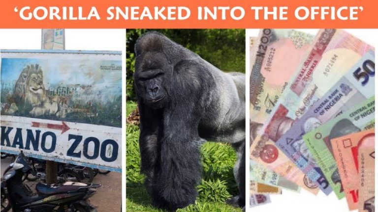 Gorilla Swallows N6.8-million