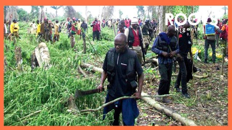 NDLEA Destroys 3 Hectares of Indian Hemp Farm in Kebbi