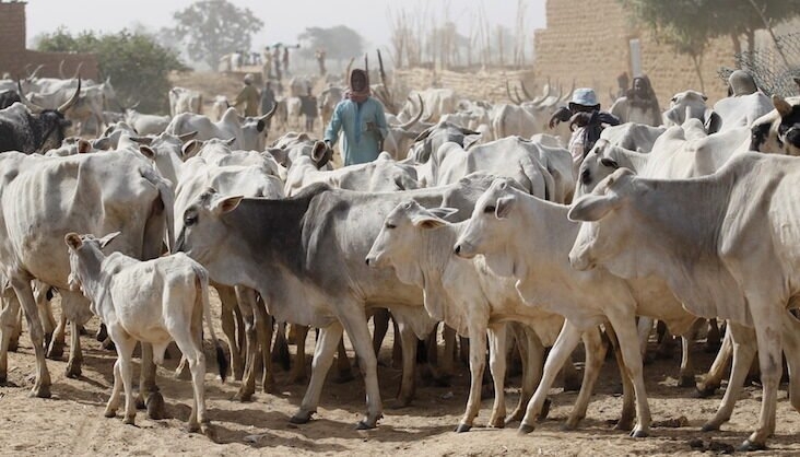 Insecurity: Gov. El-Rufai bans cows, goats from entering, going out of Kaduna